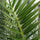 Kanarische Dattelpalme – Phoenix canariensis - Finestgreen