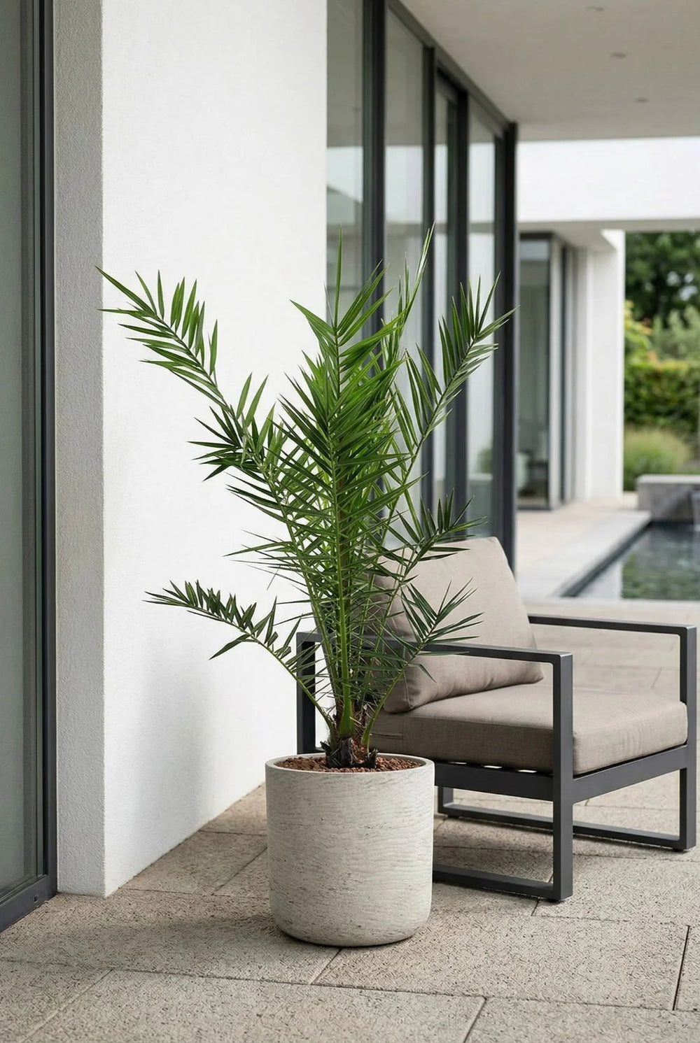 Phoenix canariensis - Kanarische Dattelpalme H100