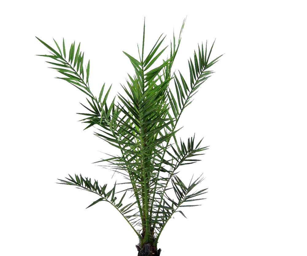 Kanarische Dattelpalme – Phoenix canariensis