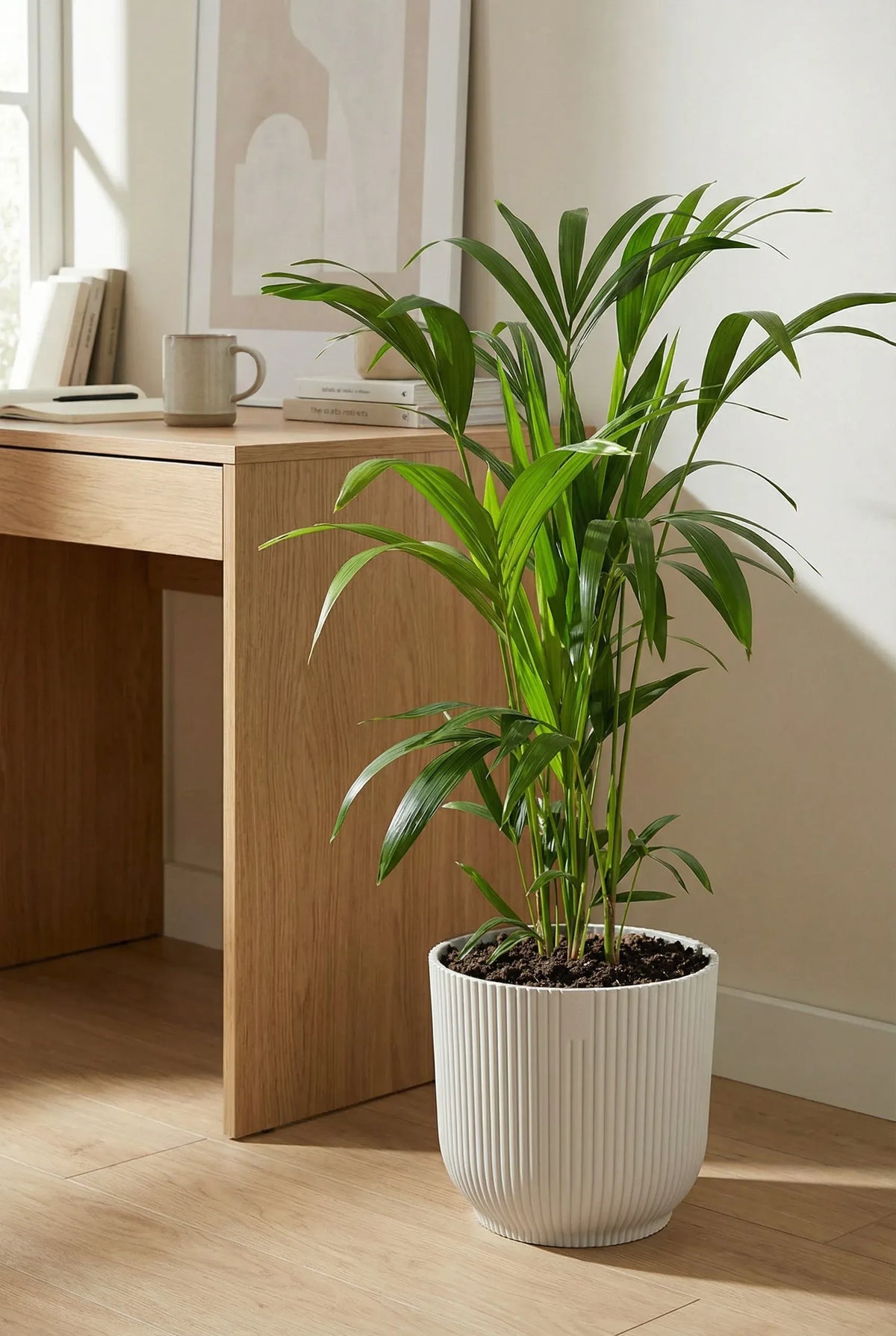 Kentia Palme Ø 19 cm – Elegante Zimmerpalme mit 80 cm Höhe