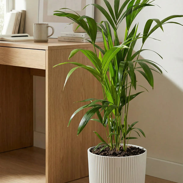 Kentia Palme Ø 19 cm – Elegante Zimmerpalme mit 80 cm Höhe