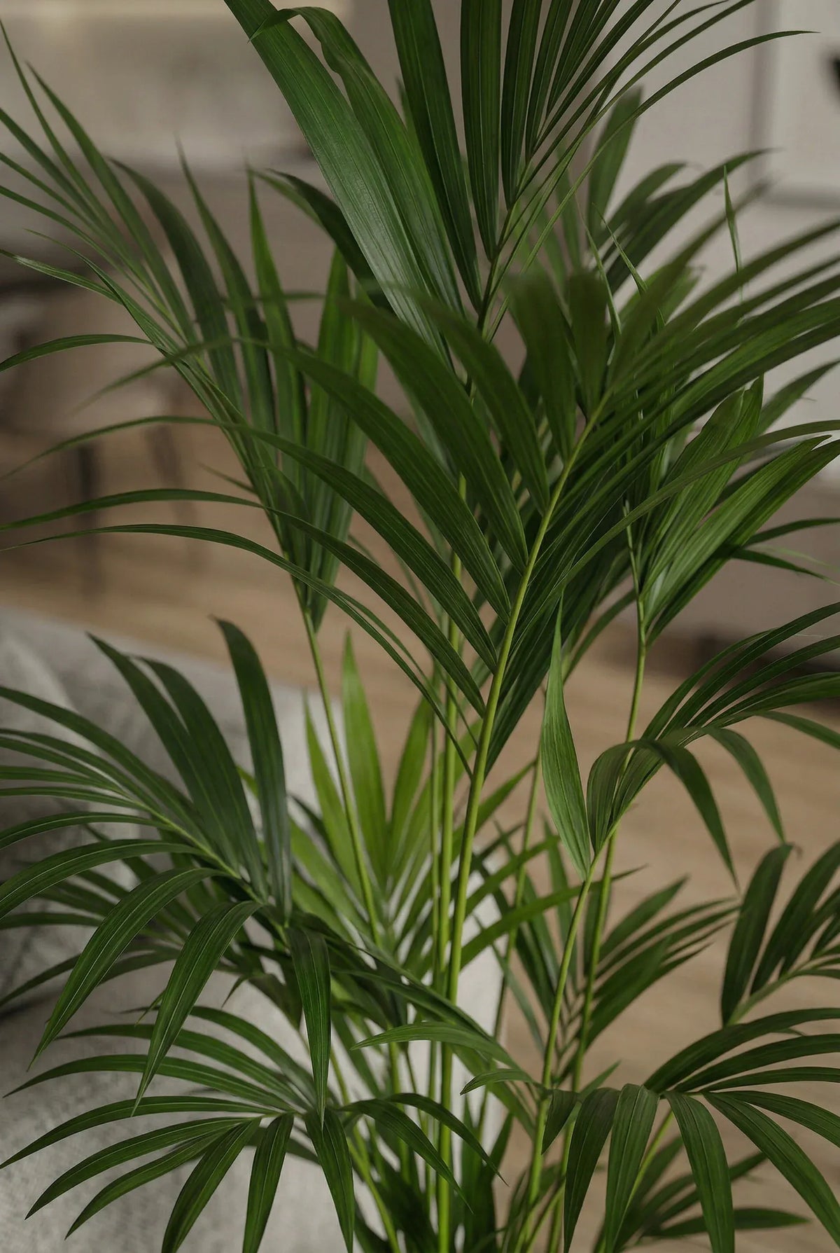 Kentia Palme Ø:24 H:170 cm