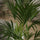 Kentia Palme - Finestgreen