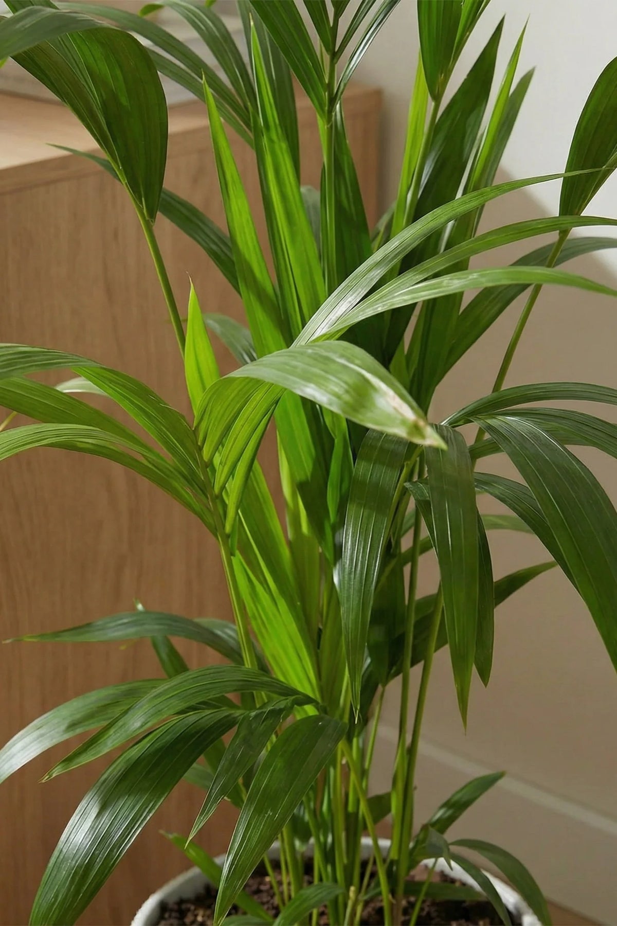 Kentia Palme Ø 19 cm – Elegante Zimmerpalme mit 80 cm Höhe
