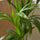 Kentia Palme - Finestgreen