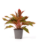Kolbenfaden (Aglaonema 'Crete') im Kulturtopf Ø 12 cm, ca. 25 cm hoch – freigestellt