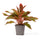 Kolbenfaden (Aglaonema 'Crete') im Kulturtopf Ø 12 cm, ca. 25 cm hoch – freigestellt