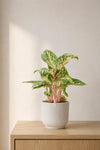 Kolbenfaden - Aglaonema Coco Melon