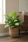 Kolbenfaden - Aglaonema Silver Bay