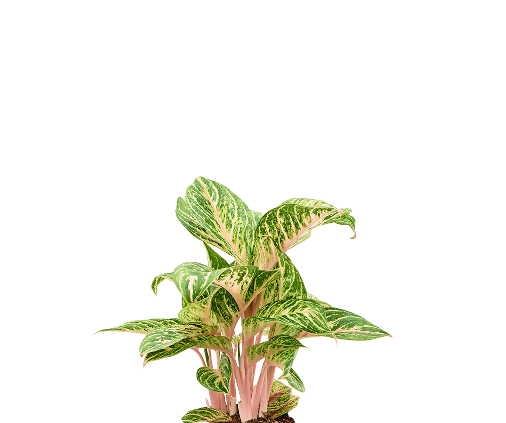 aglaonema kolbenfaden Kolbenfaden - Aglaonema 'Coco Melon' H:60 cm - Pflanzen sicher zu dir nach Hause
