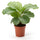 Korbmarante (Calathea orbifolia) im Kulturtopf Ø 14 cm, ca. 45 cm hoch – freigestellt