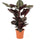 Korbmarante (Calathea ornata) im Kulturtopf Ø 19 cm, ca. 80 cm hoch – freigestellt
