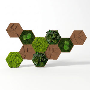 Hexagon Moosbilder