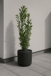 Laurus Nobilis - Echter Lorbeer Ø:21 H:100-120 cm
