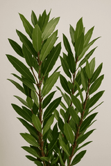 Laurus Nobilis - Echter Lorbeer Ø:21 H:100-120 cm