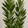 Laurus Nobilis - Echter Lorbeer Ø:21 H:100-120 cm