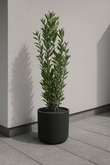 Laurus Nobilis - Echter Lorbeer Ø:21 H:100-120 cm