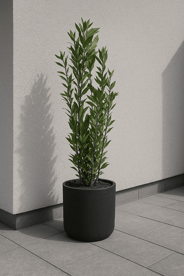 Laurus Nobilis - Echter Lorbeer Ø:21 H:100-120 cm