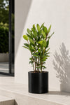 Laurus Nobilis - Echter Lorbeer