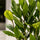 Laurus Nobilis - Echter Lorbeer
