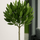 Laurus Nobilis - Echter Lorbeer auf Stamm Ø:21 H:70-90 cm