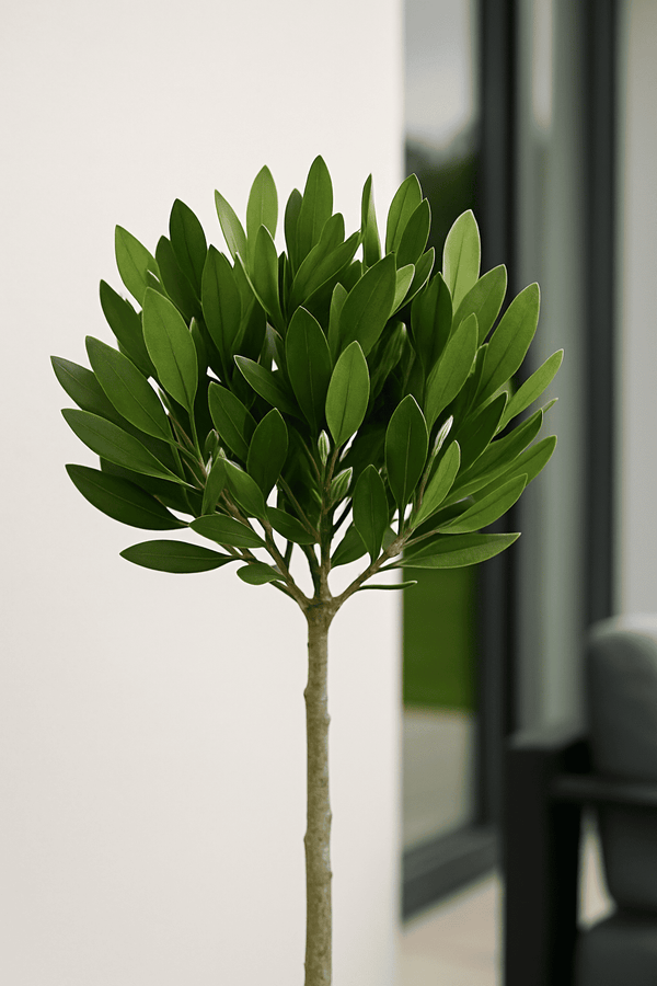 Laurus Nobilis - Echter Lorbeer auf Stamm Ø:21 H:70-90 cm