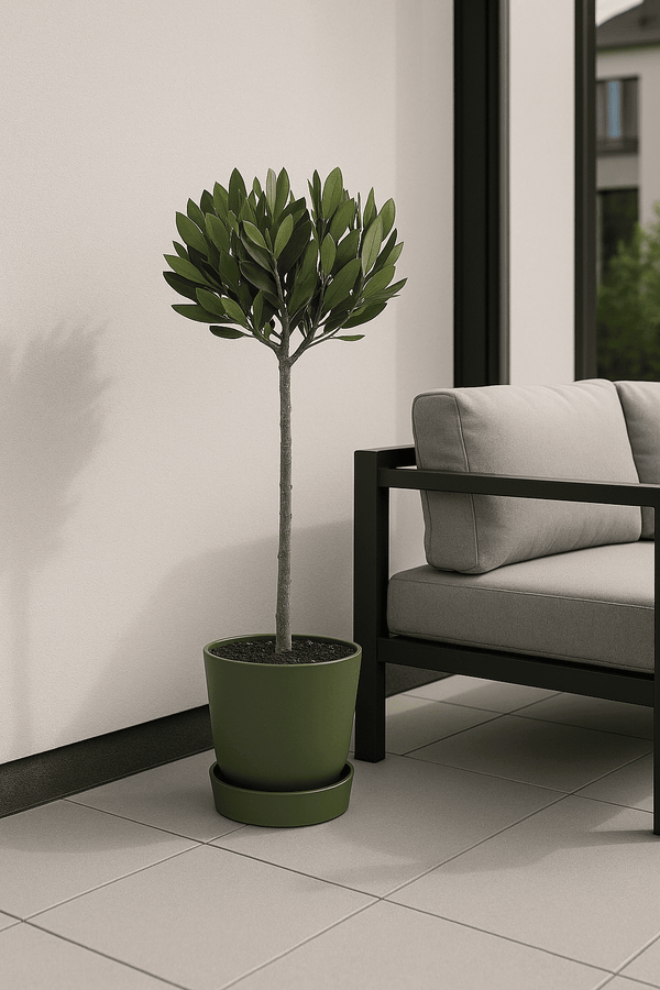 Laurus Nobilis - Echter Lorbeer auf Stamm Ø:21 H:70-90 cm