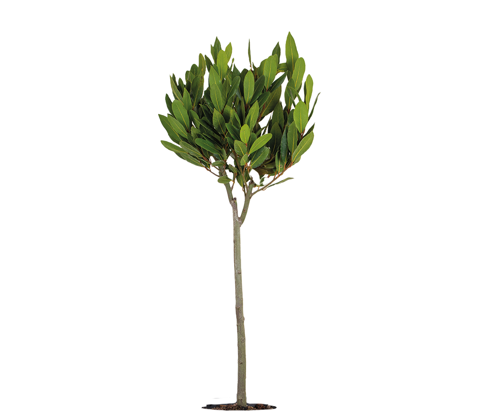 Laurus Nobilis - Echter Lorbeer auf Stamm Ø:21 H:70-90 cm