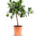 Limettenbaum (Citrus aurantiifolia) im Kulturtopf Ø 22 cm, ca. 60 cm hoch – freigestellt