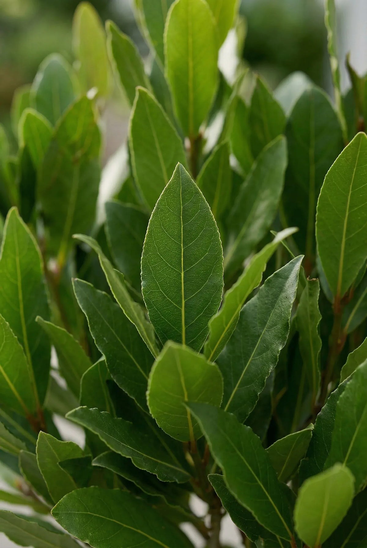 Laurus Nobilis - Echter Lorbeer auf Stamm Ø:21 H:70-90 cm