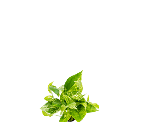 Scindapsus Marble Queen Ø:12 H:20 cm