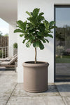 Max Classic Taupe