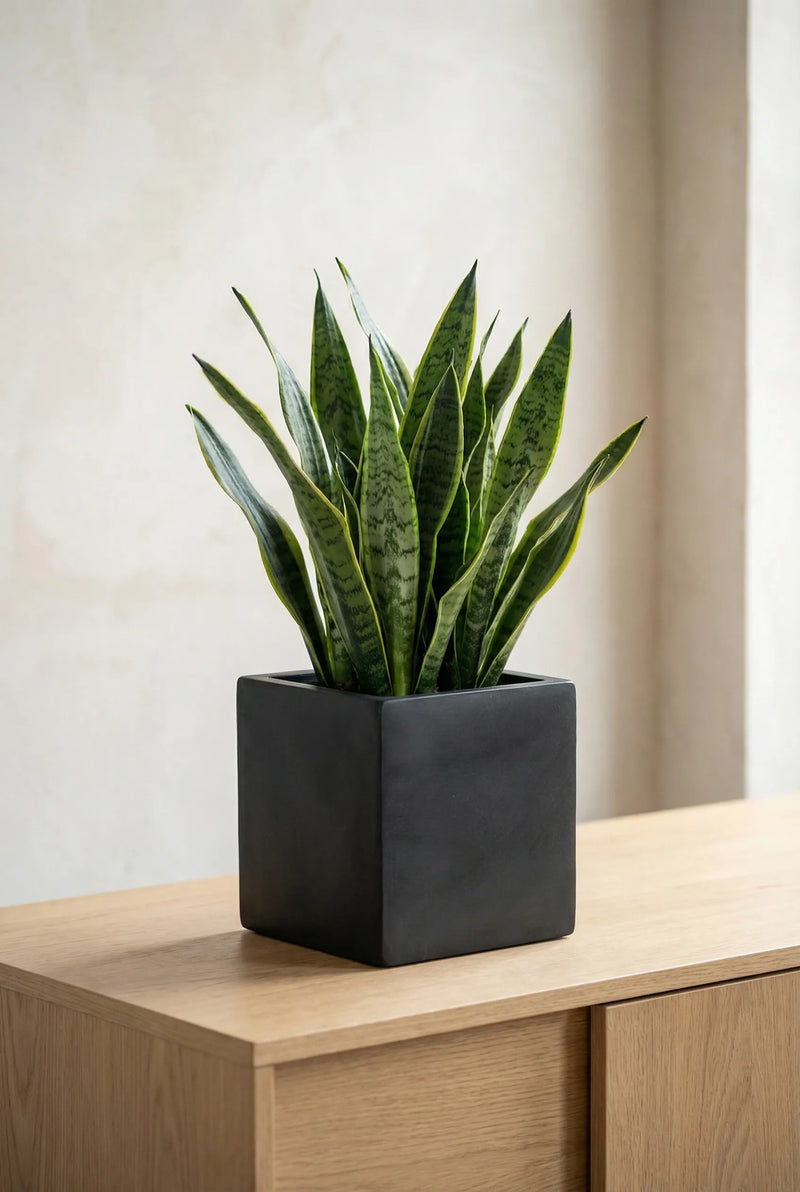 Übertopf Mini Block Schwarz aus Fiberstone, eckig, mit Sansevieria auf einem hellen Holzsideboard vor heller Wand