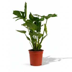 Monstera