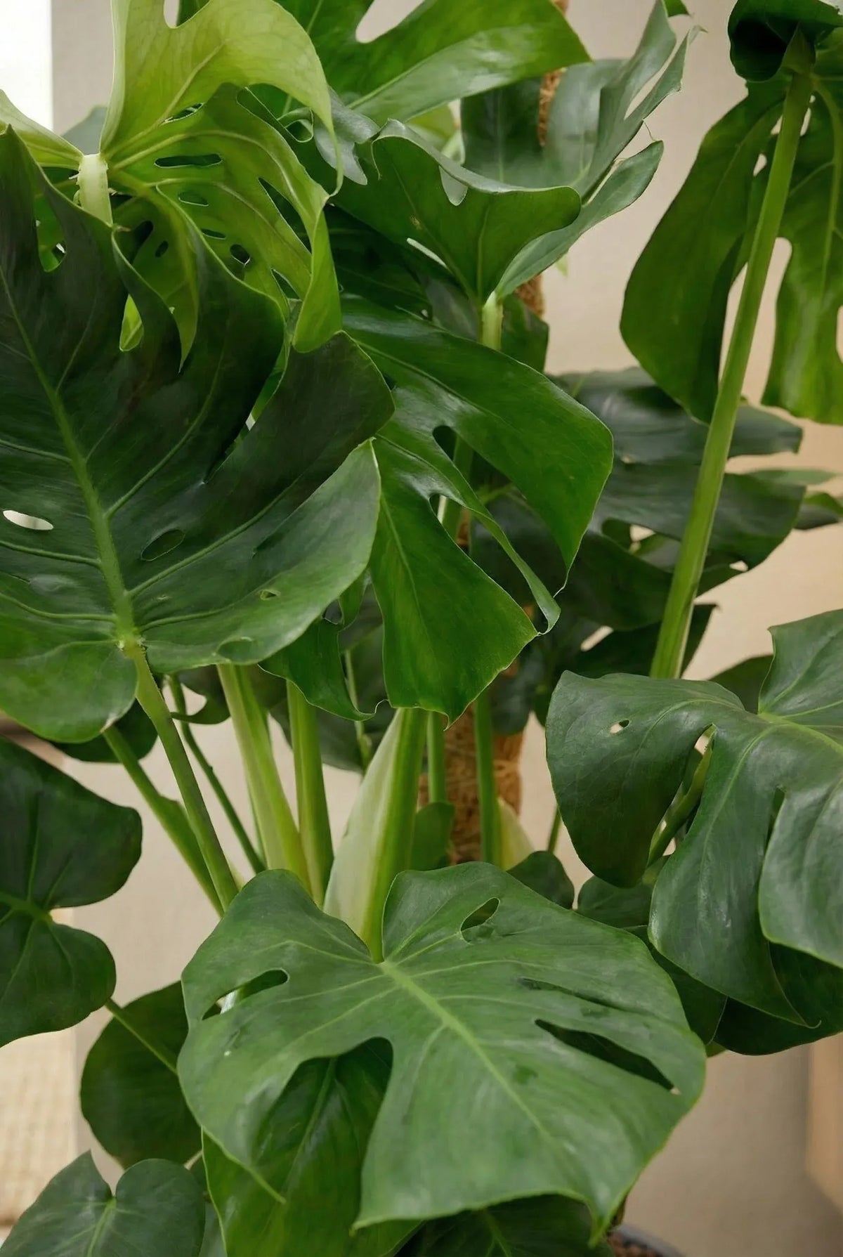 Monstera Deliciosa mit Moosstab Ø:24 H:110 cm