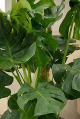 Monstera Deliciosa mit Moosstab