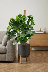 Monstera Deliciosa mit Moosstab
