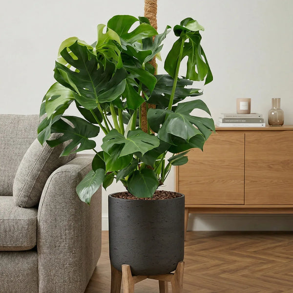 Monstera Deliciosa mit Moosstab Ø:24 H:110 cm