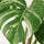 Monstera Deliciosa Variegata Ø:15 H:45 cm