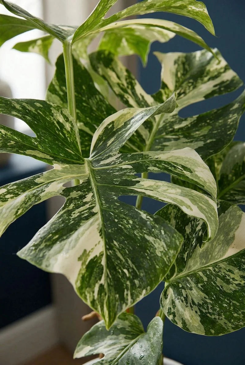 Monstera Deliciosa Variegata Ø:15 H:45 - Pflanzen online kaufen