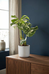 Monstera Deliciosa Variegata - Finestgreen