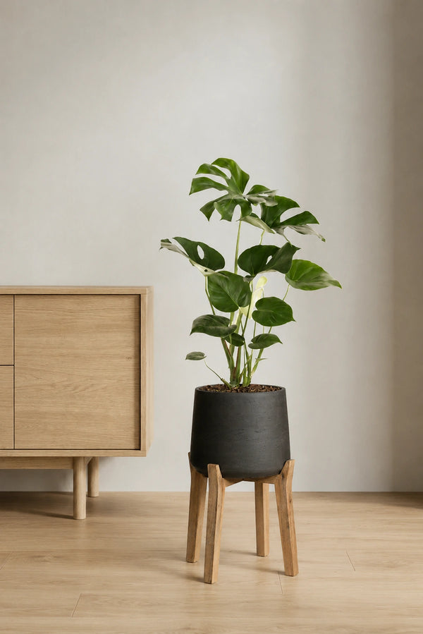 Monstera Deliciosa schlank – Fensterblatt