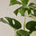 Monstera Deliciosa