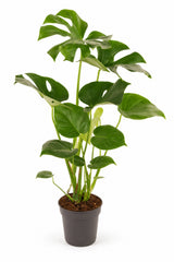 Monstera Deliciosa