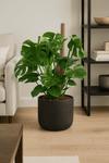 Monstera Deliciosa mit Moosstab Ø:24 H:120 cm