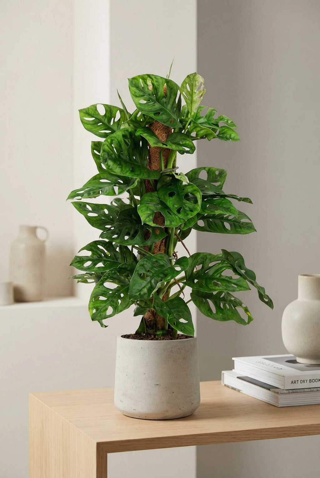 monstera monkey leaf wasserpflanze Monstera Monkey Leaf – Trendige Zimmerpflanze mit Lochblättern