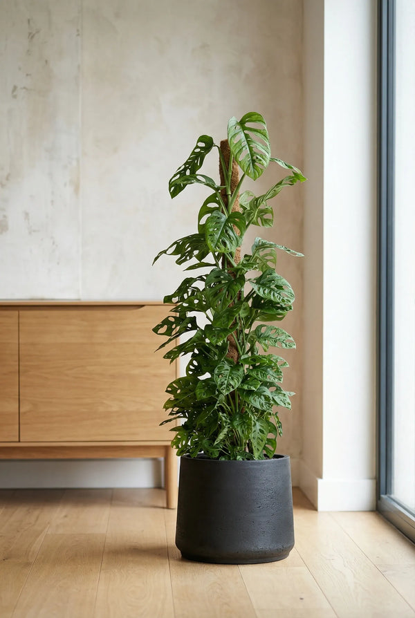 Monstera Adansonii - Monkey Leaf mit Moosstab