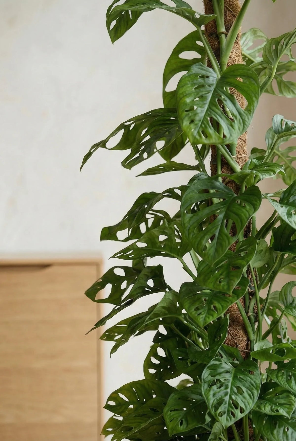 Monstera Monkey Leaf mit Moosstab Ø:27 H:160 cm