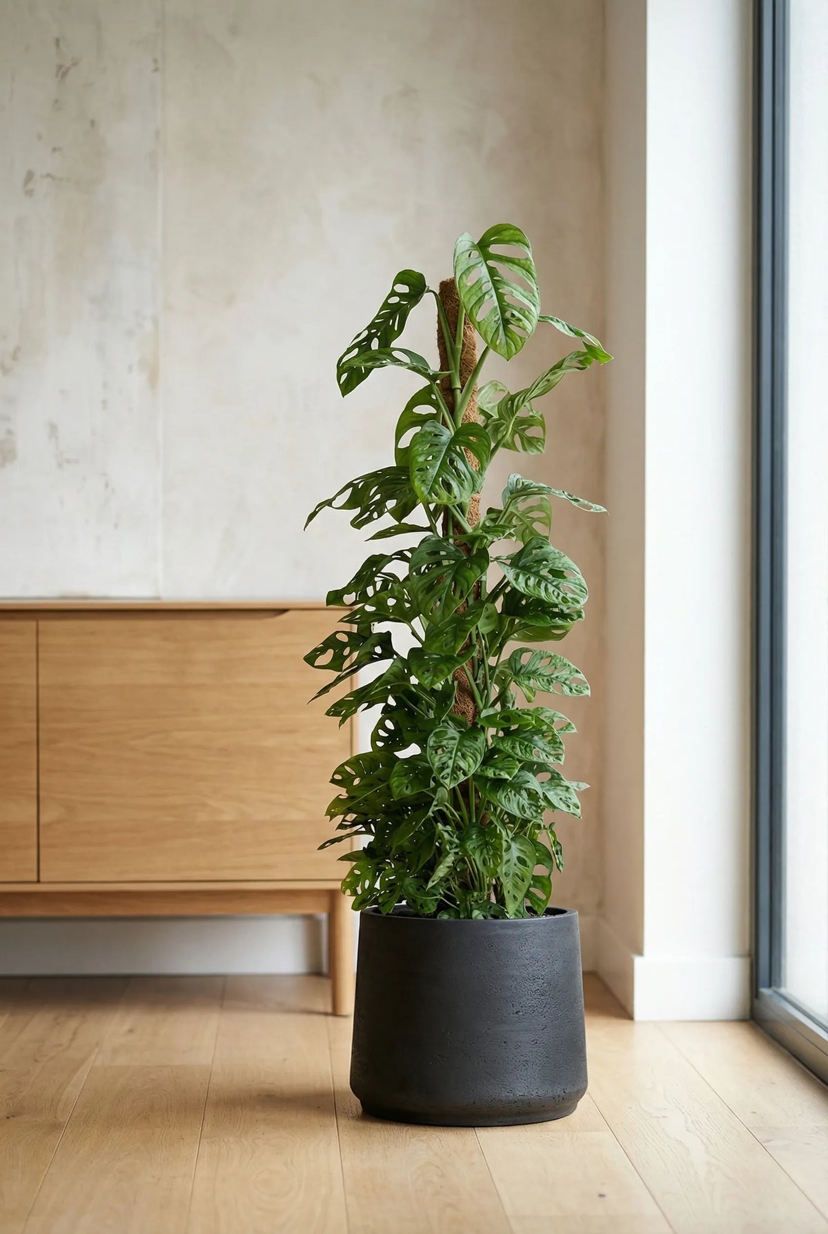 Monstera Monkey Leaf mit Moosstab :27 H:160 cm | Finestgreen