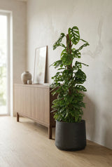 Monstera Monkey Leaf mit Moosstab Ø:27 H:160 cm